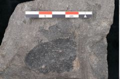 Foto (Detailansicht) von Ulmophylon latifolium Ettingshausen (NHMW-GEO-2024-0188-10220)